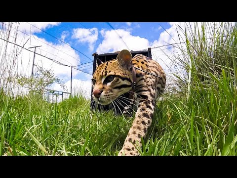 UN NUEVO PROYECTO DE REINTRODUCCIÓN: EL OCELOTE VUELVE AL IBERÁ