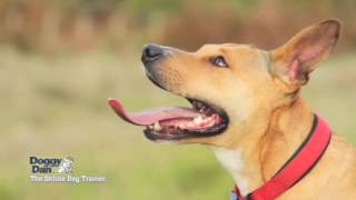 Interview with professional dog trainer