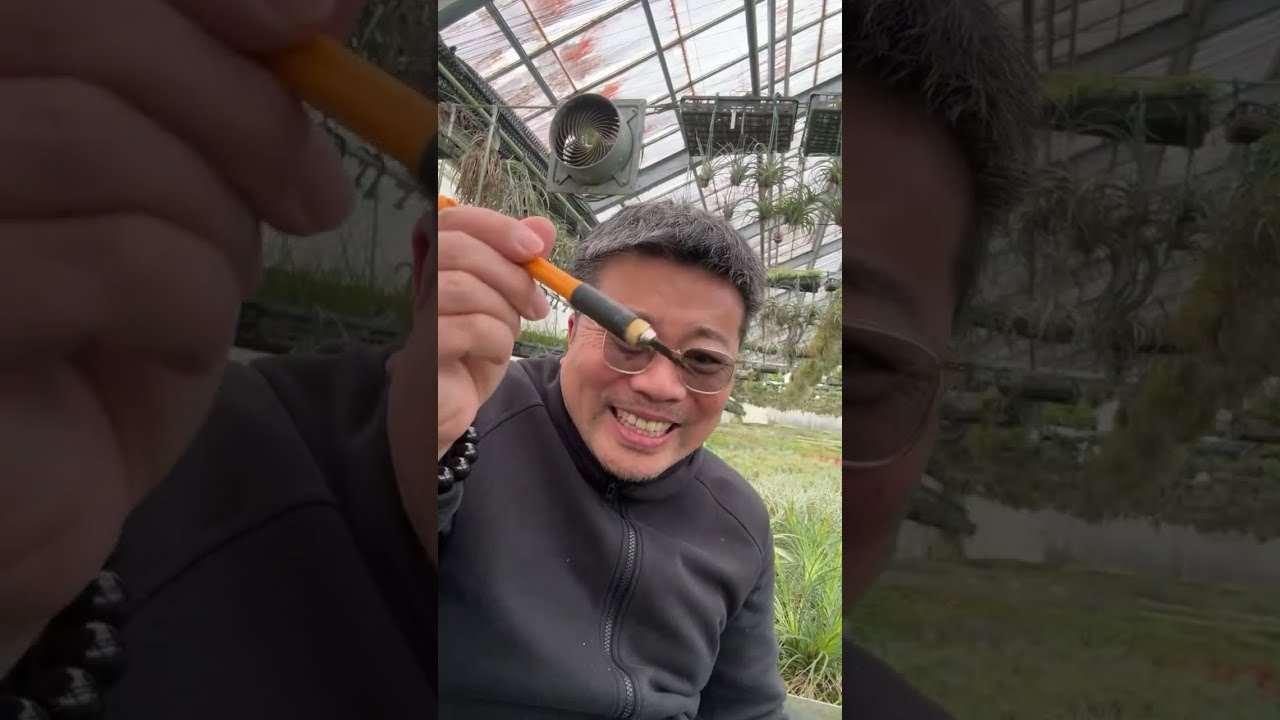 Cutting Tectorum to shreds - YouTube
