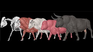 Ziva VFX : Spanish Bull CFX Showcase