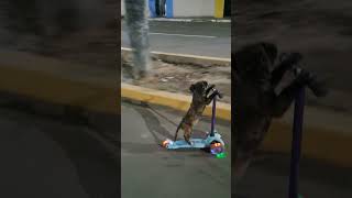 Little Dog Takes a Tumble While Riding Scooter