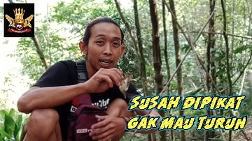 Cara mikat burung prenjak kepala merah yang susah mendekat dan tidak mau turun