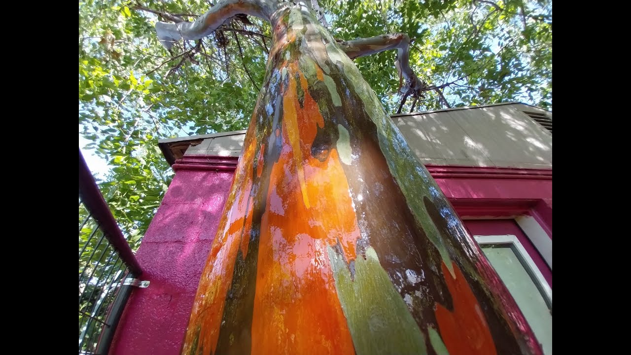 靉嘔 Ay-o 「A happy rainbow colors tree」 How to grow a RAINBOW Tree! The most COLORFUL tree in the world