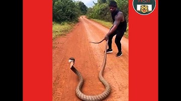 A man is trying to catch a huge King Cobra with bare hands. #NatureAndHeritage🐯. |Wildlife