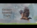 Greater spotted eagle  aquila clanga birds birdsofindia