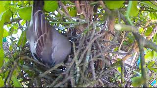 Mockingbird preparing the nest