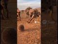 Tiny Hedgehog Goes Wild! Hyenas Can&rsquo;t Believe Their Eyes