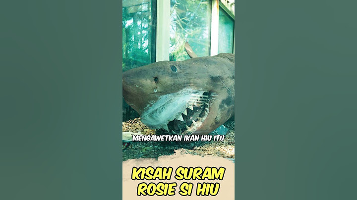 Ikan hiu ini ditinggalkan di akuarium selama 7 tahun. 😮