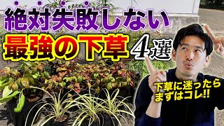 【下草に迷ったら】初めての下草はここから始めよう！