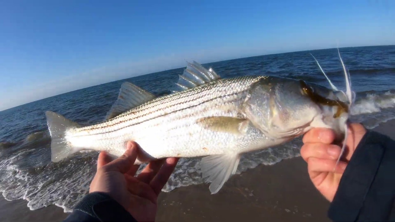 Early Season Massachusetts Striper Fishing YouTube