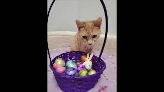 Sanctuary at Haafsville Easter Video