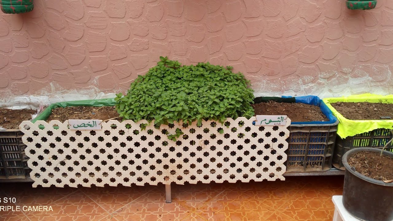 بداية الموسم الفلاحي 2022.زراعة القزبر والمعدنوس.