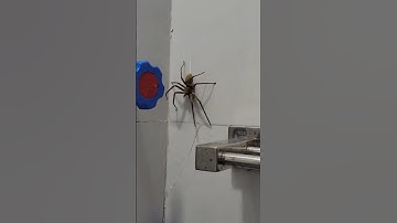 Con nhện siêu to khổng lồ