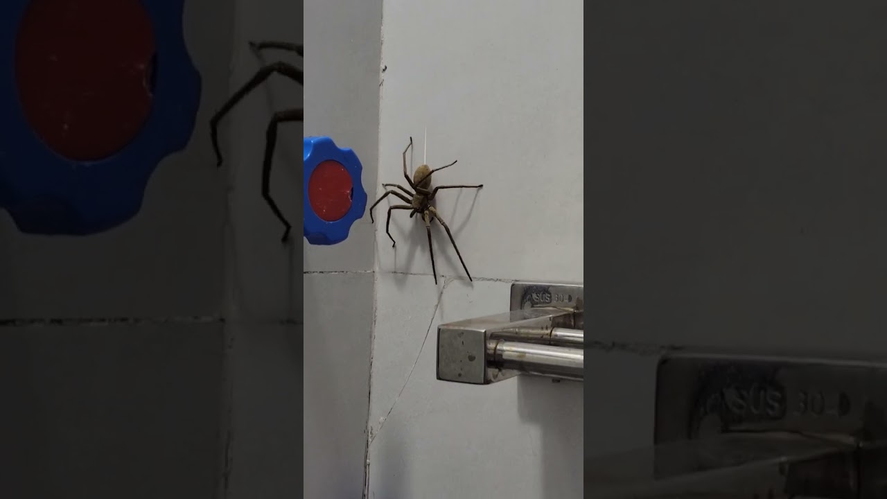 Con nhện siêu to khổng lồ