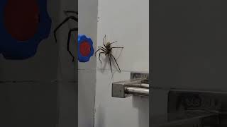 Con Nhện Siêu To Khổng Lồ