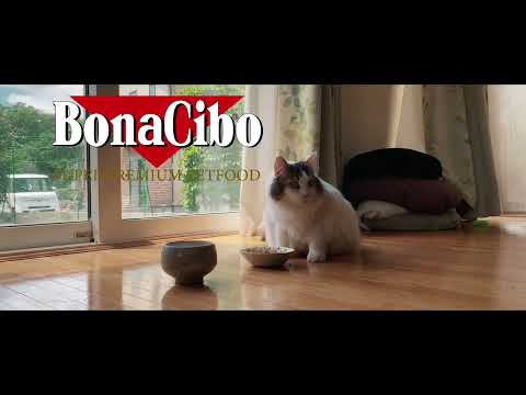 無添加プレミアムペットフード「BonaCibo ボナシーボ」CM 第4弾