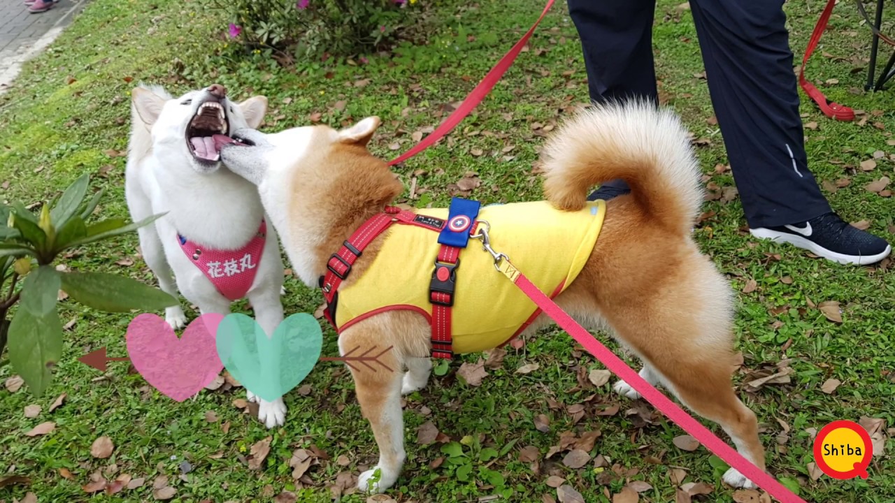 [柴犬Pu將] Pu弟戀愛了~ - YouTube