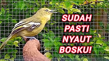 SIRTU/CIPOH GACOR BIKIN EMOSI SEMUA LAWAN!.. BUKTIKAN SAJA #birds #sirtugacor