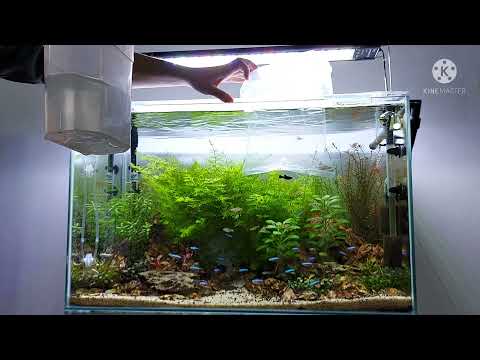 איך לאקלם דגים באקווריום - How to aclimate fish in aquarium