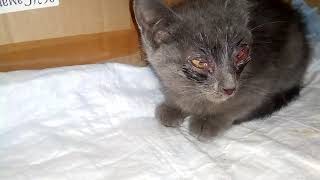 Подвальный котенок.Тишка Подвальный котенок.Тишка