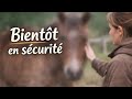 Semaine chargée au refuge sauvetage d'un cheval et soins au autre poneys et chevaux 🐴