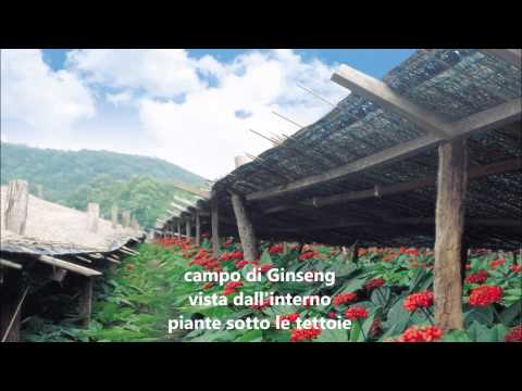 Ginseng Rosso Coreano   coltivazione e produzione   www persalute it