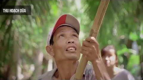 Betrimex - Qui trình sản xuất nước dừa & sữa dừa