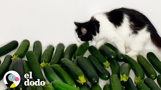 Gato conoce a un pepino y se enamora instantáneamente | Cat Crazy | El Dodo