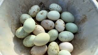 【My Farm Life｜動物たちと農家生活】こうしてこのアヒルの卵は毎日鶏小屋に入ってくる！Collecting Eggs #farmsfarmers #breeding #eggs