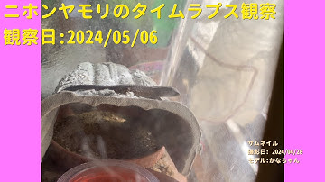 【For Work】 RPi-Cam-Web-Interfaceを用いたニホンヤモリのTimelapse観察 2024年05月06日