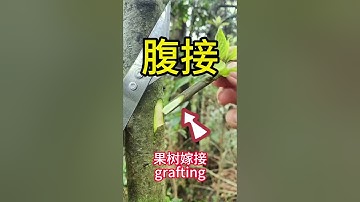 3種果樹嫁接技術的詳細操作過程，簡單易學，成活率高       3 kinds of fruit tree grafting technology detailed operation process