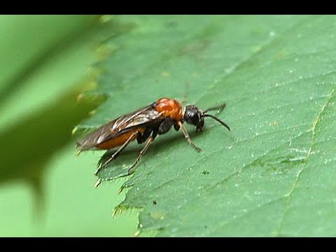 Bladwesp Dolerus aericeps, vrouwtje