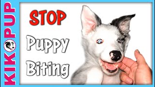 Stop puppy biting with handling games
