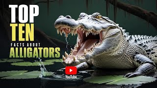 Top Ten Facts About Alligators!