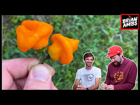 Video: Scotch Bonnet Peppers etishtirish – Scotch Bonnet chili qalampirini parvarish qilish