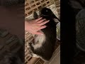 My naughty bunny Don’t wake up😂