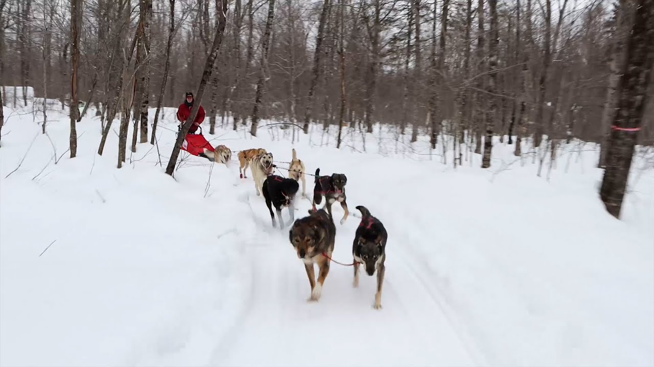 Катание на собачьих упряжках на Верхнем полуострове