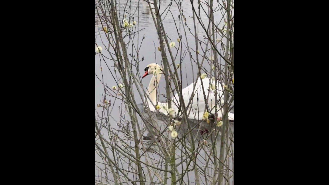 Walk upon the waters🦢 