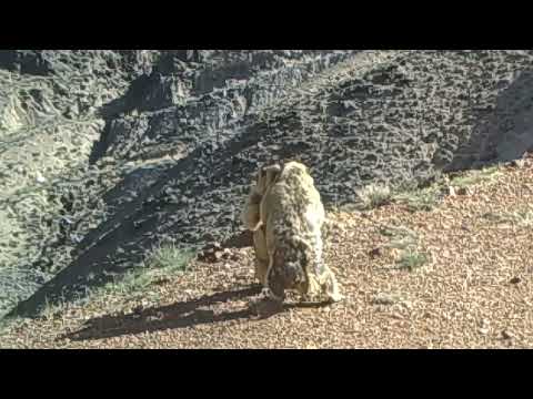 Gansu's Bobak marmots think they can fight...or dance