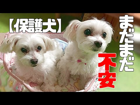 とっても不安、でも少しだけ安心な場所を見つけた保護犬マル ...