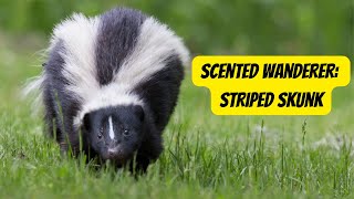 The Fascinating Life of Striped Skunks #skunks #animals #wildlife
