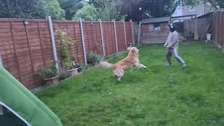 lucky bana fielder  #goldenretriever #cute #happy #cutedog cutedog