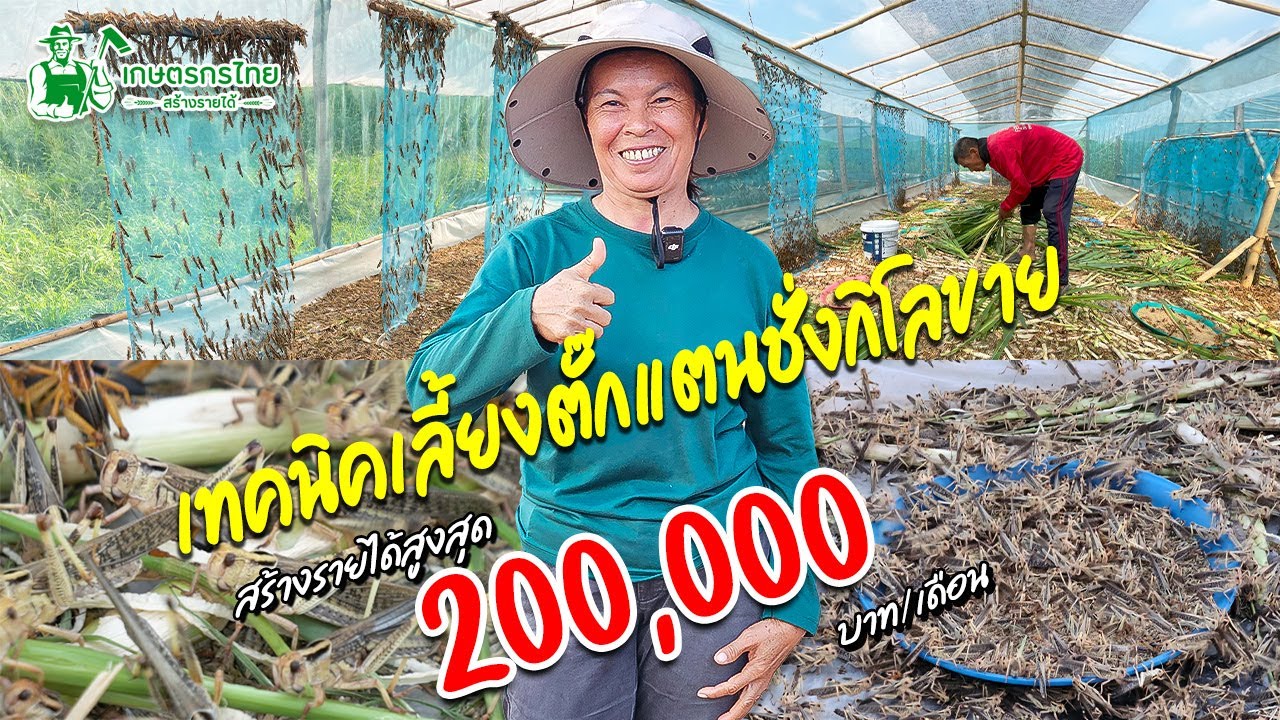 เทคนิคเลี้ยงตั๊กแตนแบบชั่งกิโลขาย สร้างรายได้หลักแสนต่อเดือน