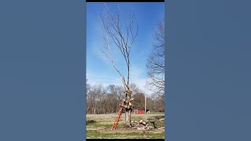 Cut down a dead Maple tree limb by limb