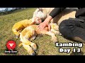 LAMBING WAS GOING TOO WELL...  |  Vlog 13 - Lambing 2021