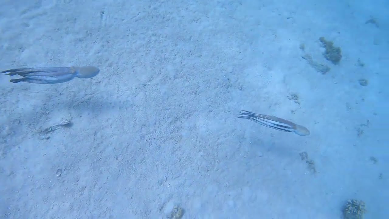 🐙❤🐙 חיזור התמנון