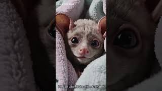 Adorable Baby Bat Wrapped In A Blanket Cutest Little Face Ever