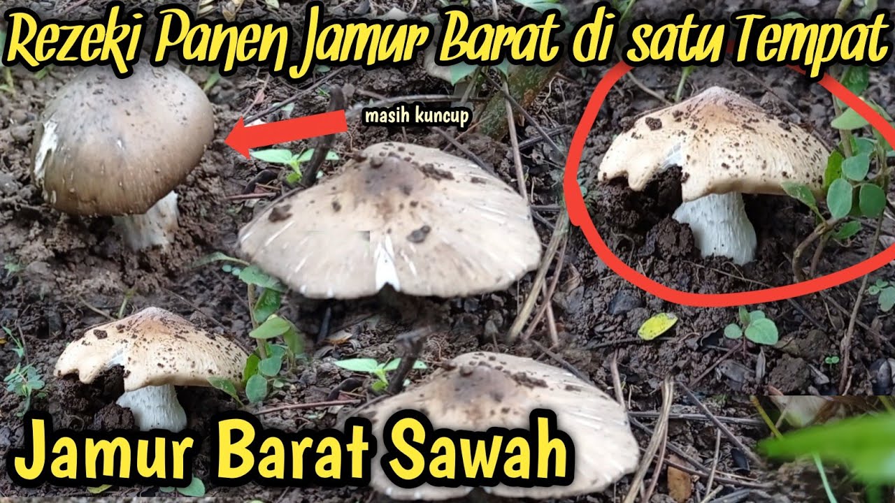 Alhamdulillah Rezeki Nomplok !! Berburu Jamur Barat Di Perkebunan dan di pesawahan - Mushroom