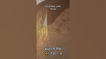 Understanding Your Horse