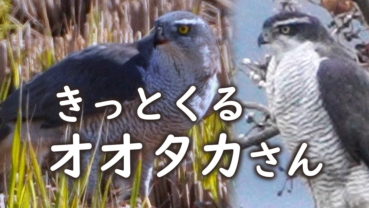 There's sure to be a goshawk 🦅Looking for a bird of prey - YouTube